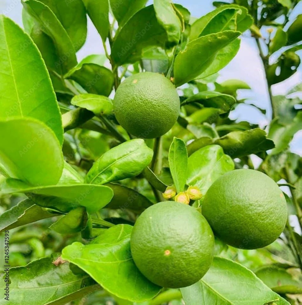 lime fruit on tree lime fruit on tree