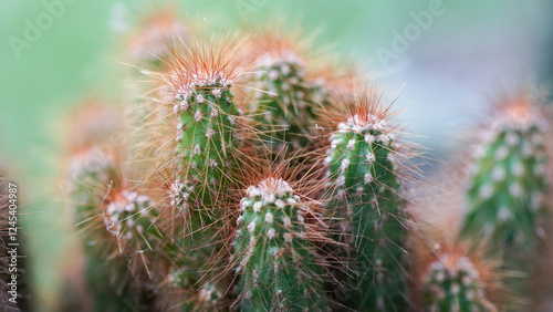 Close-up view of the Cactus Haageocereus Pseudomelanostele plant (local name for kaktus ekor tupai)