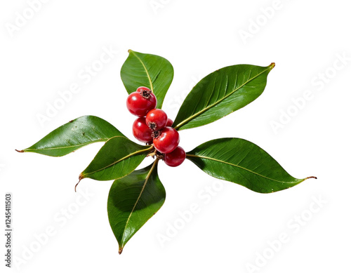 Obraz na płótnie holly berries on white background w salonie