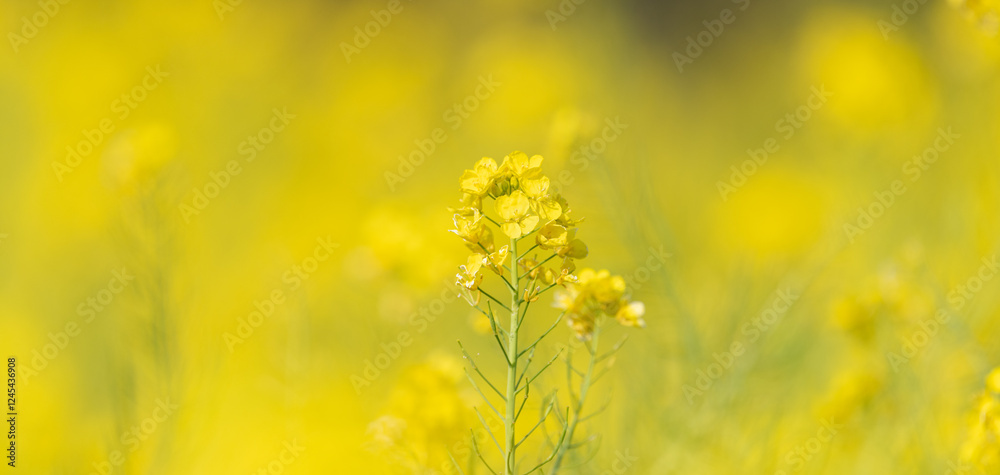 Obraz premium 満開の菜の花畑