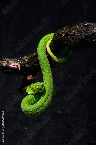 green snake on black background