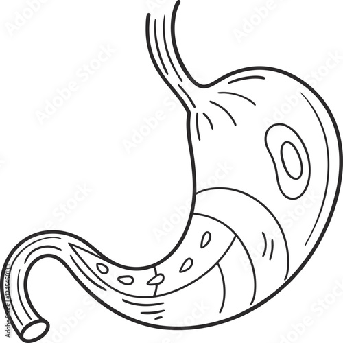 Illustration of Human Internal Stomach Anatomy. Stomach vector art with white background