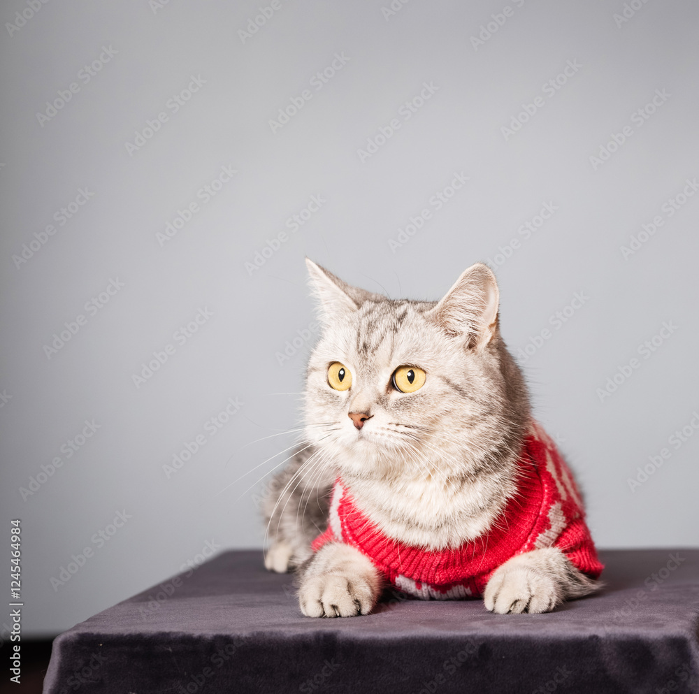 Obraz premium beautiful gray cat in a knitted sweater on a light background in a home environment.