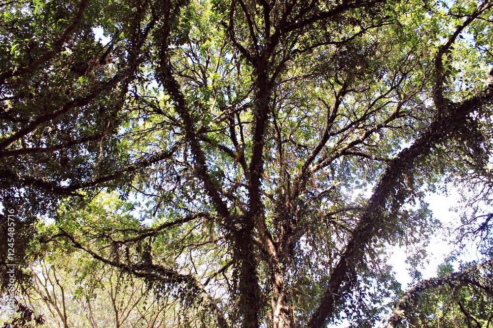 Fototapeta premium There are many trees in the tourist area