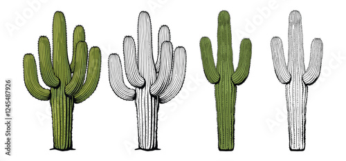 Desert Cactus vector and illustration, hand drawn style white background