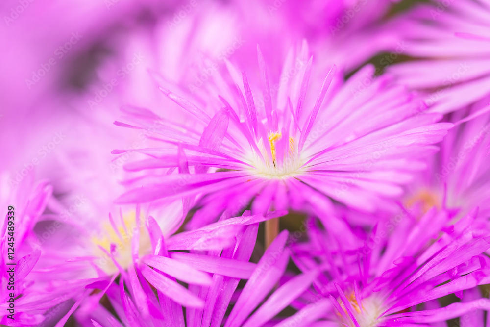 Fototapeta premium iceplants, delosperma