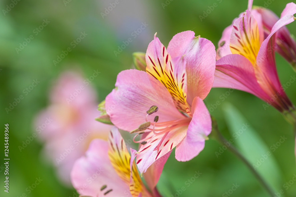 alstroemeria alstroemeria