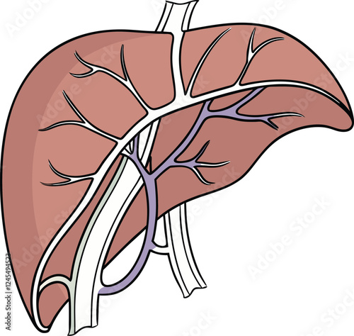Realistic liver anatomy structure. Vector hepatic system organ, digestive gallbladder organ. Human liver vector art with white background.