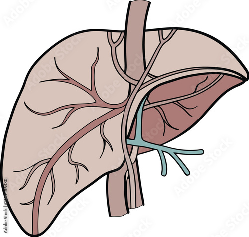 Realistic liver anatomy structure. Vector hepatic system organ, digestive gallbladder organ. Human liver vector art with white background.