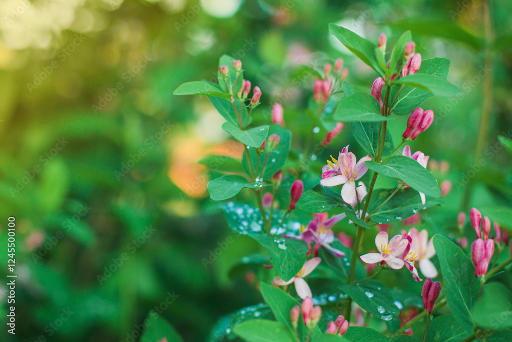 Obraz premium Drops on the branches of flowering trees in spring