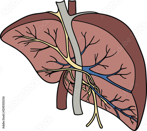 Realistic liver anatomy structure. Vector hepatic system organ, digestive gallbladder organ. Human liver vector art with white background.