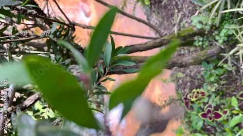 Cascading water flows from Poca da Dona Beija, nestled in the picturesque Furnas region of São Miguel, Azores. The tranquil scene captures the beauty of nature amidst lush greenery.