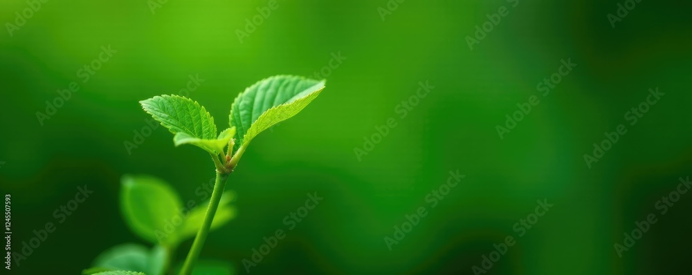 Small green leaves of the Gunja plant on a stem, plant, green, medicinal Small green leaves of the Gunja plant on a stem, plant, green, medicinal