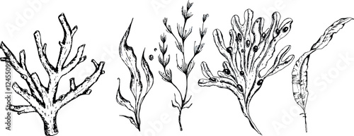 Set Vector Illustration Seaweed. Algae, Kelp. Sketches Drawn With Black Ink. for design Sea Themed, Element, Decoration of Water Entertainment Places, Parks, Beaches.