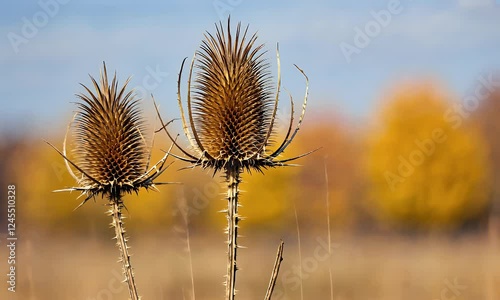 Autumn field, dry thistle plants, blurred yellow trees, nature background