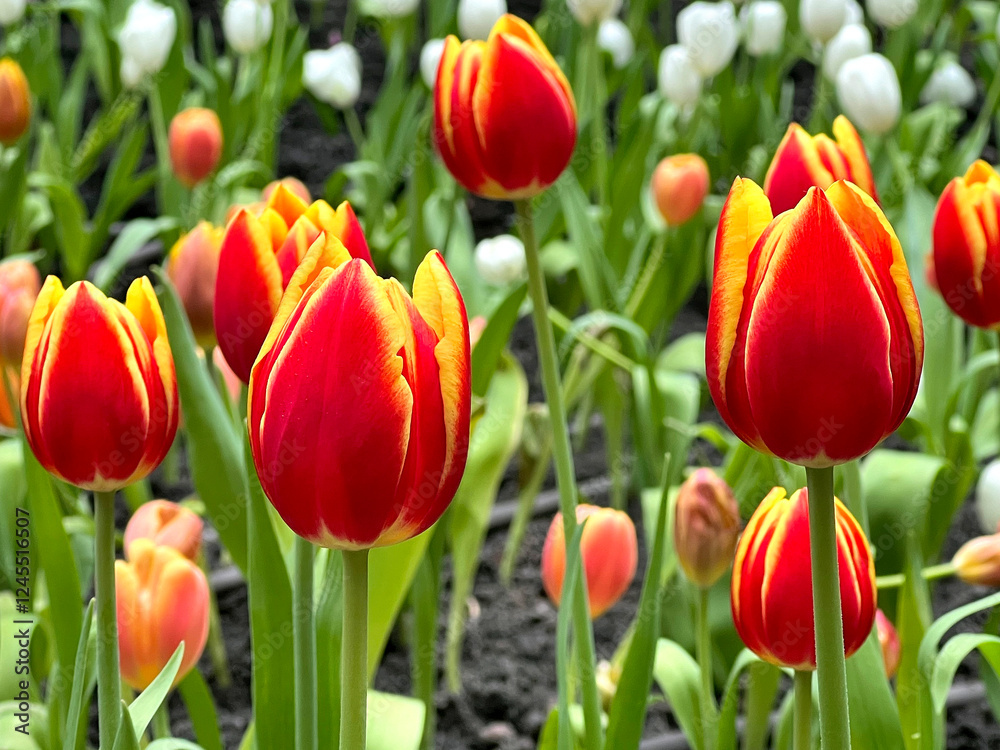 Obraz premium The beautiful of Tulip field