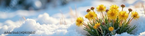 Tussilago farfara flower clusters exposed under thawing snow, winter interest, groundcover, frozen landscape