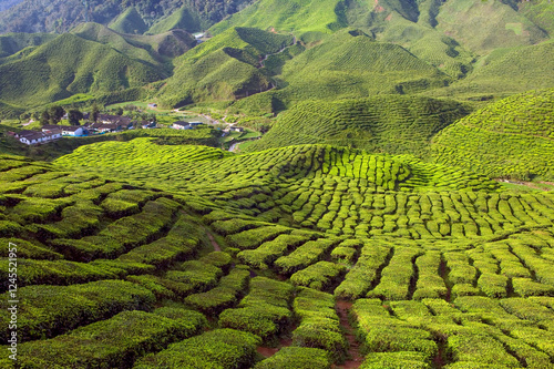 Cameron Highlands Tea Tree Plantation Agriculture Pahang Malaysia