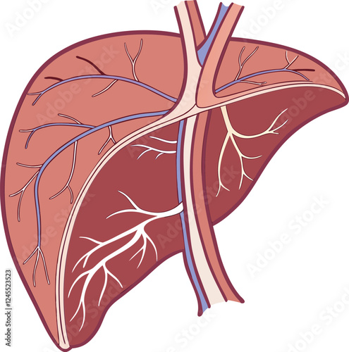 Realistic liver anatomy structure. Vector hepatic system organ, digestive gallbladder organ. Human liver vector art with white background.