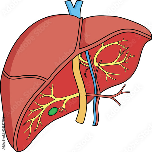 Realistic liver anatomy structure. Vector hepatic system organ, digestive gallbladder organ. Human liver vector art with white background.