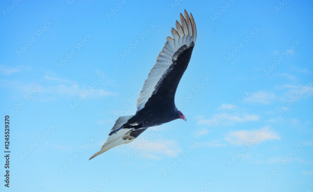 Obraz premium The California Condor, Gymnogyps californianus is a critically endangered vulture with a massive wingspan, symbolizing conservation efforts