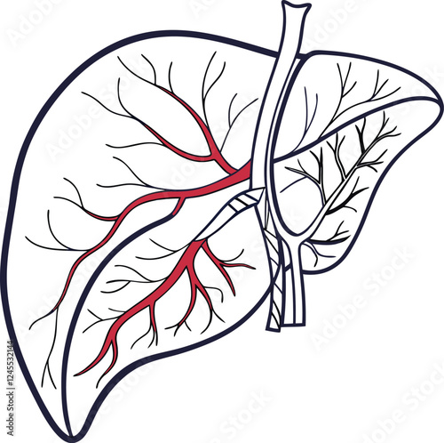 Realistic liver anatomy structure. Vector hepatic system organ, digestive gallbladder organ. Human liver vector art with white background.