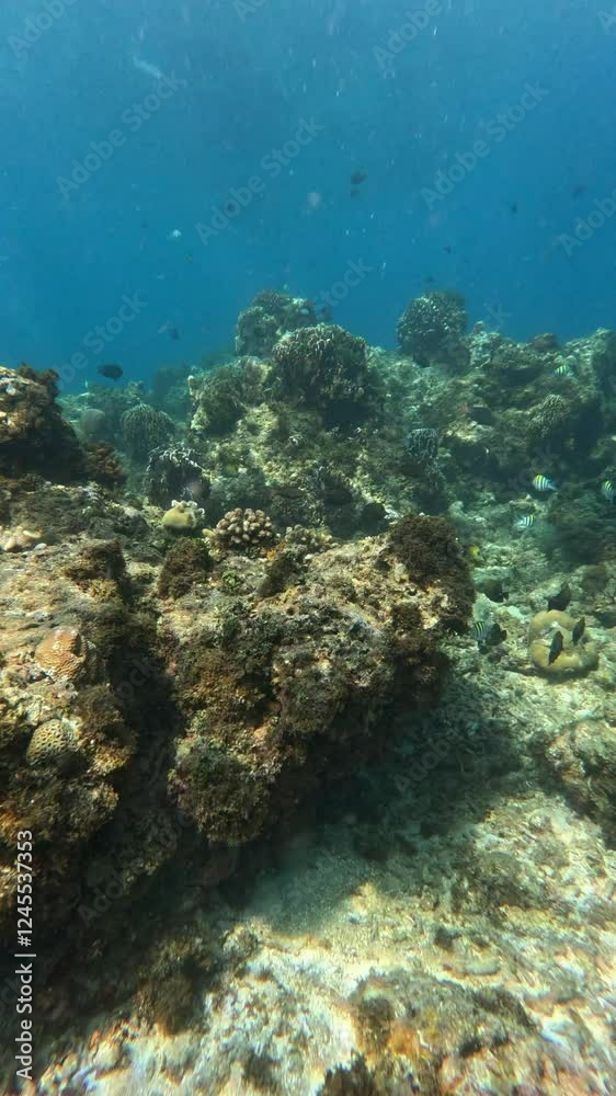 Colorful tropical fish swimming gracefully over a vibrant coral reef in the clear blue water. Underwater world in the ocean. Colorful tropical fish swimming gracefully over a vibrant coral reef in the clear blue water. Underwater world in the ocean.