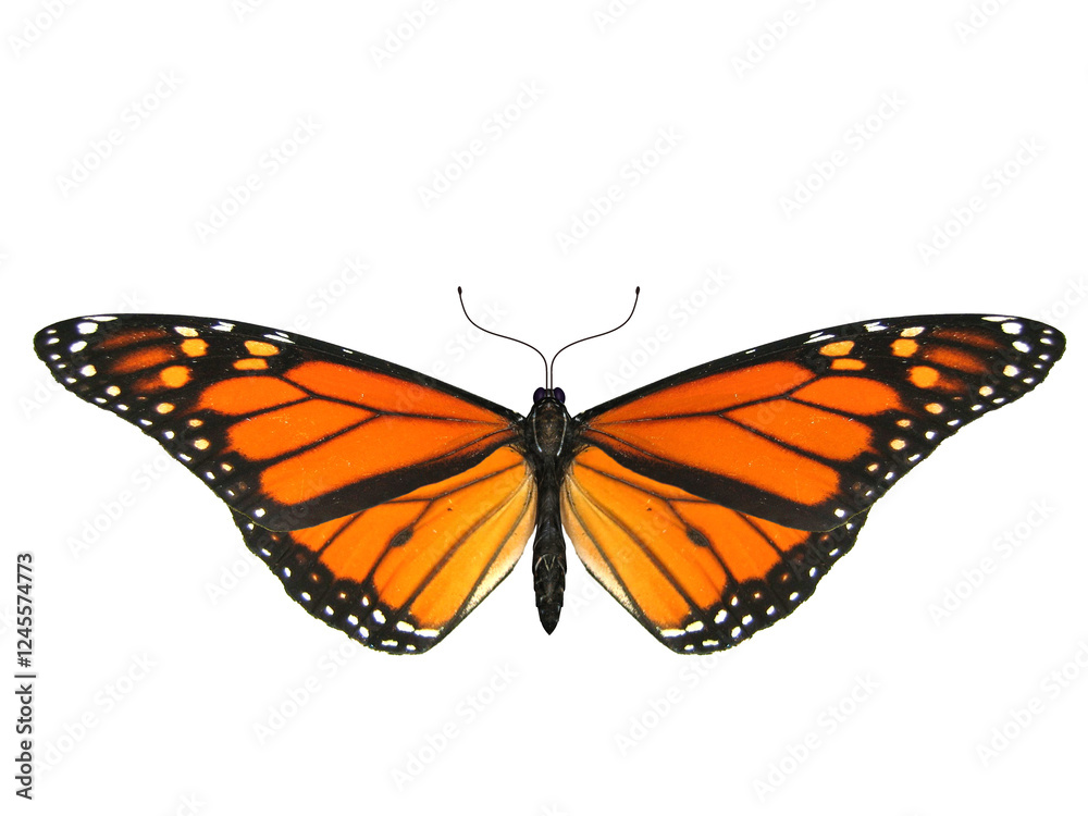 Obraz premium Butterfly