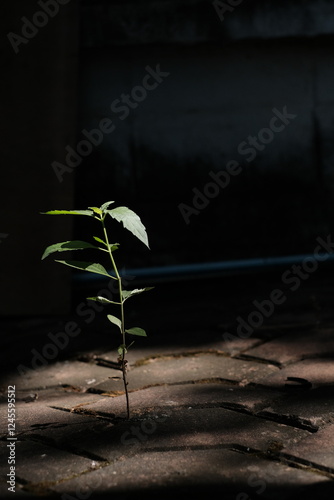 Wallpaper Mural young plant in the dark on the crack Torontodigital.ca