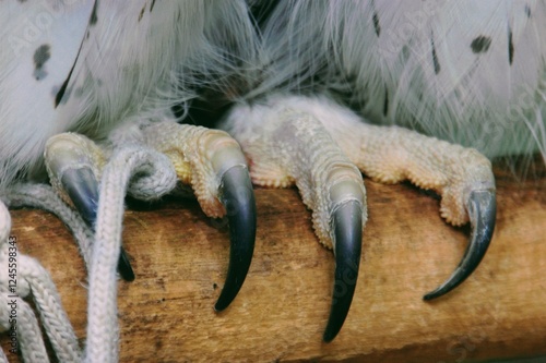 The feet of Spot-bellied Eagle-Owl or Ketupa nipalensis also known as the forest eagle-owl. The feet stand on the tree branch. Owls have sharp, curved, vice-like talons photo