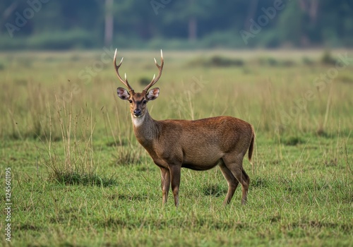 hog deer on the grassland of kaziranga in assam