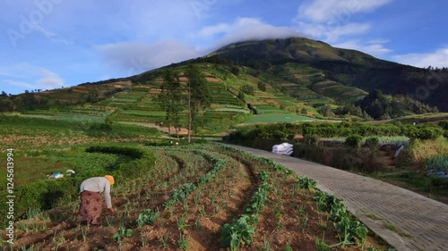 The activity of female farmers in the garlic garden located on the slopes of the mountain, with a charming mountain background, covered with clouds that move quickly, fire in the park