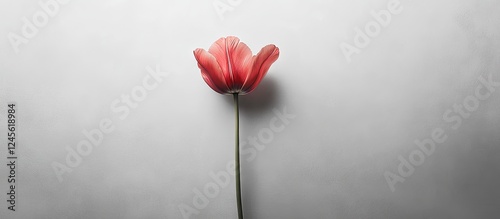 Delicate pink flower with a slender green stem positioned at the center of a light gray background creating a minimalist aesthetic