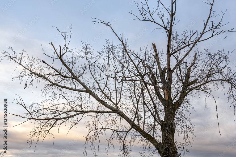 Poplar, old tree in winter with buds and a cloudy sky in the background. Poplar, old tree in winter with buds and a cloudy sky in the background.