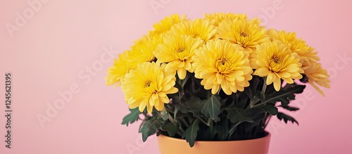 Vibrant yellow chrysanthemum flowers in a pot positioned to the left against a soft pink background highlighting their beauty and charm