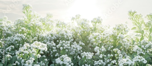 Lush white Alyssum flowers blanket the ground under soft sunlight creating a serene and vibrant garden landscape with a fresh and inviting atmosphere
