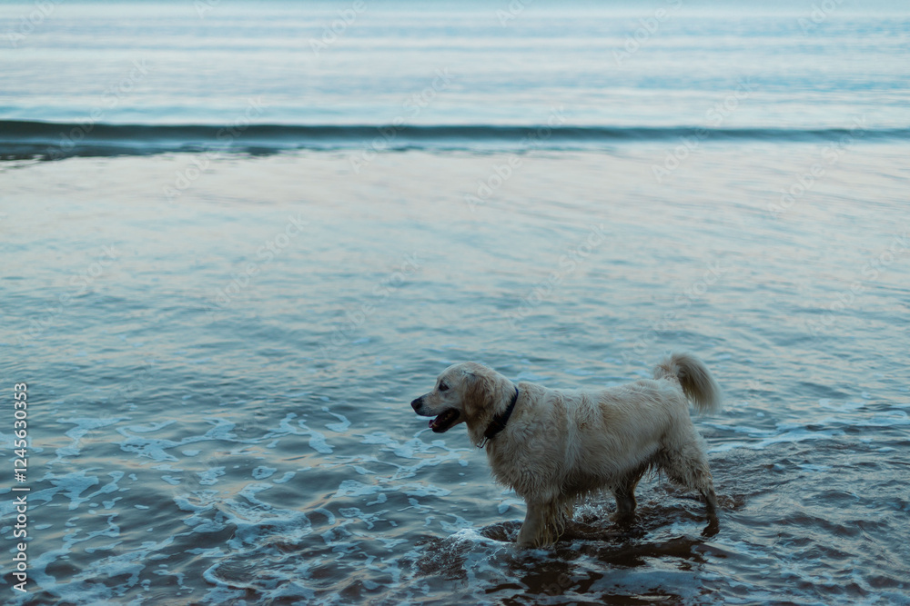white dog is playing walking in the sea, ocean water white dog is playing walking in the sea, ocean water