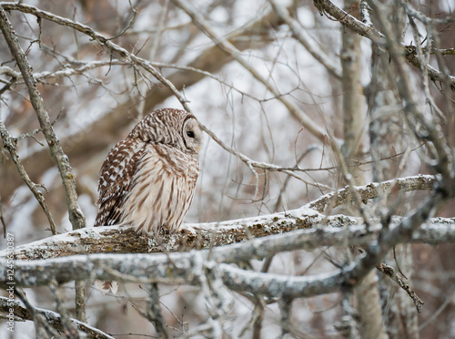 Barred owl perched on snowy tree branch on a winter day.