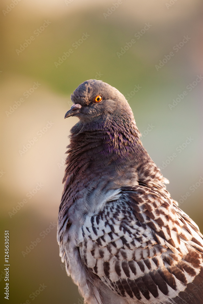 Portrait of a rock pigeon commonly found in urban areas within the USA Portrait of a rock pigeon commonly found in urban areas within the USA