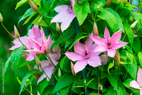 The flowering pink clematis variety 