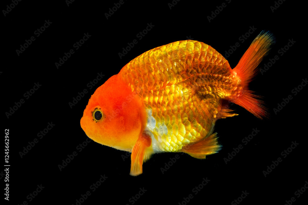 Goldfish, a lion-headed goldfish on black background Goldfish, a lion-headed goldfish on black background