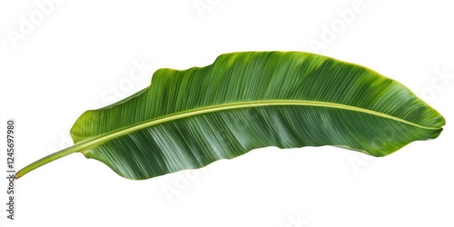 Vibrant green banana leaf long and curved with detailed textured veins isolated against a clean white background ideal for tropical plant designs