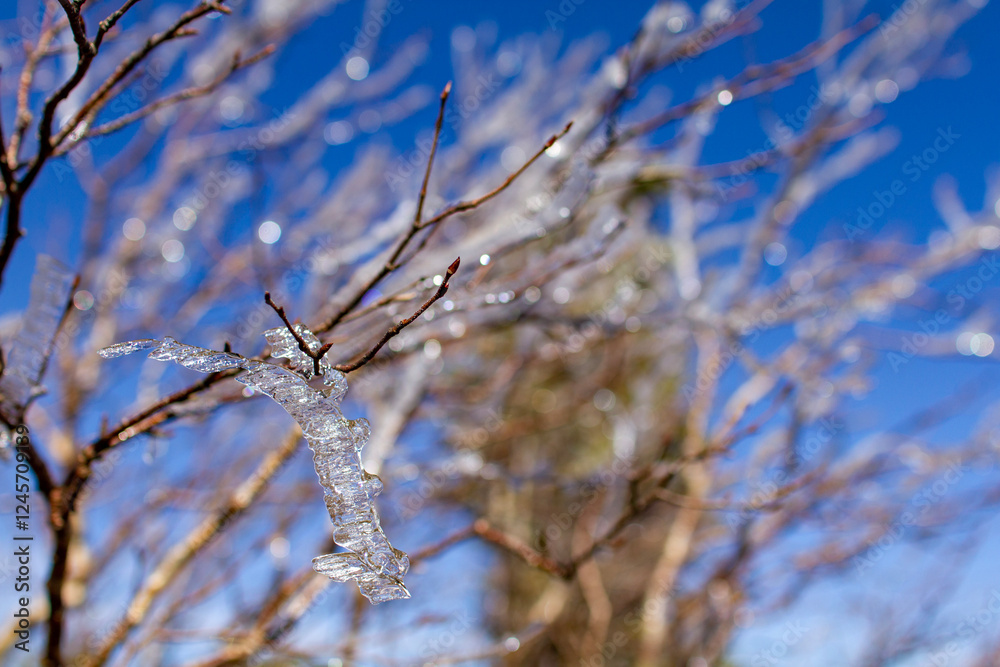 Obraz premium 青空と樹氷 蓼科山山頂にて2