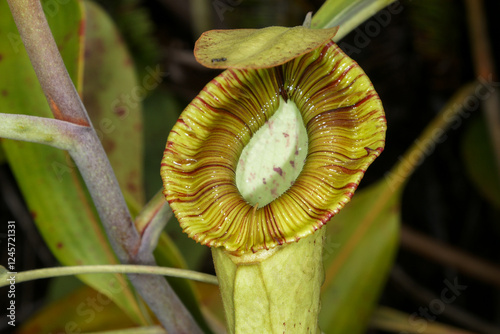 Broad rim on the pitcher of Nepenthes mirabilis var. echinostoma, carnivorous pitcher plant on Borneo, Malaysia photo