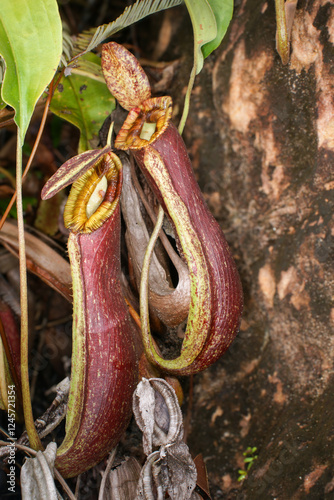 Two pitchers of Nepenthes mirabilis var. echinostoma, carnivorous pitcher plant on Borneo, Malaysia photo