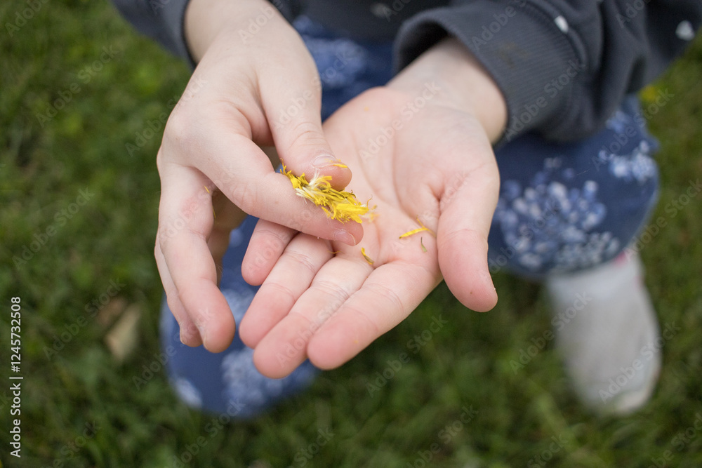 high angle view little hand girl playing with daisy leaf petals. Horizontal, summer high angle view little hand girl playing with daisy leaf petals. Horizontal, summer