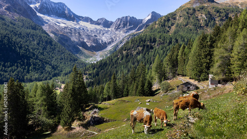 Bild auf Leinwand mucche al pascolo di fronte al monte Disgrazia, Valtellina, Italy
