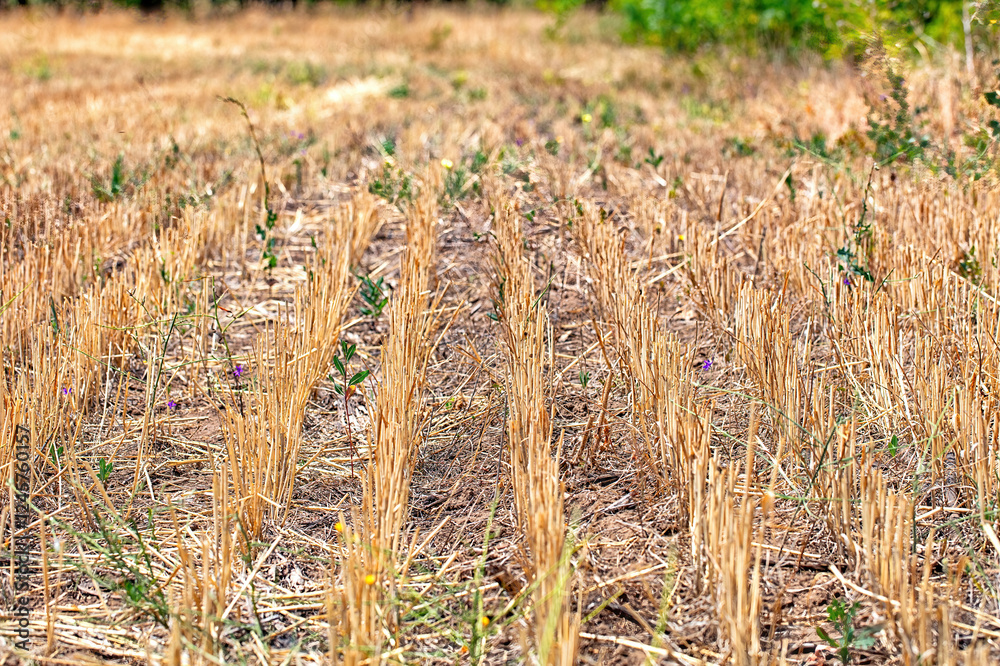 Harvested field stretches across the horizon under a clear sky with scattered greenery