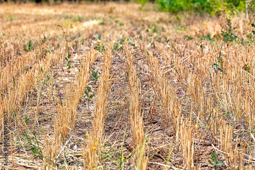 Obraz na płótnie Harvested field stretches across the horizon under a clear sky with scattered greenery w salonie