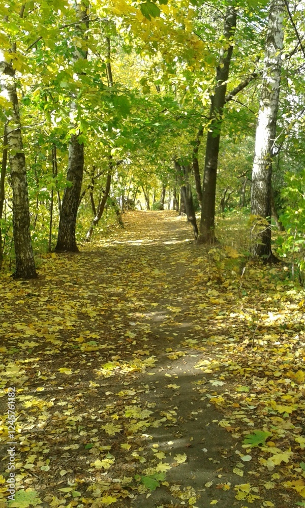 Fototapeta premium A colorful background image of fallen Autumn leaves 